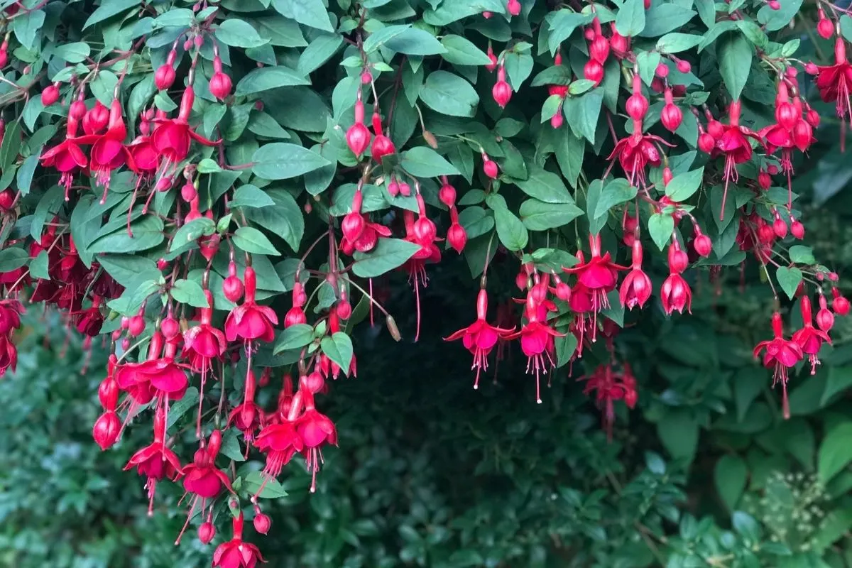 fuchsia flowers