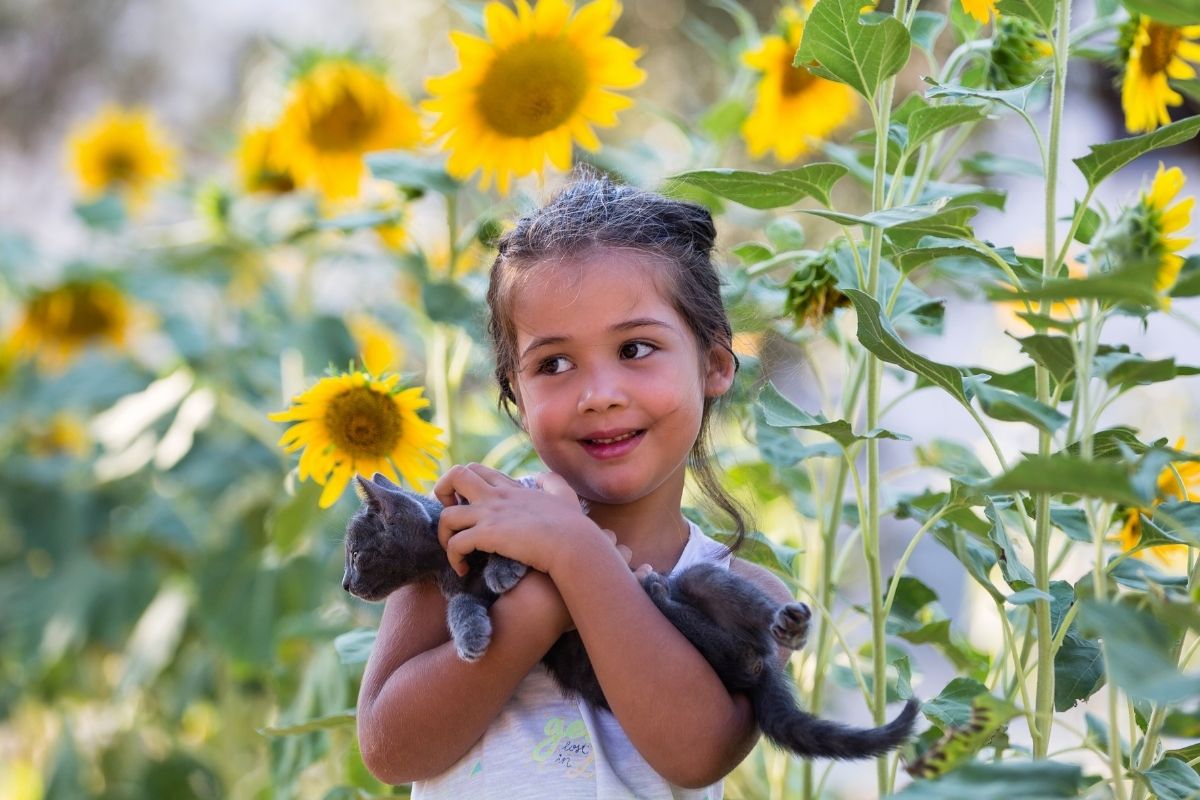 cute little girl holding a gray cat in a sunflower fileld