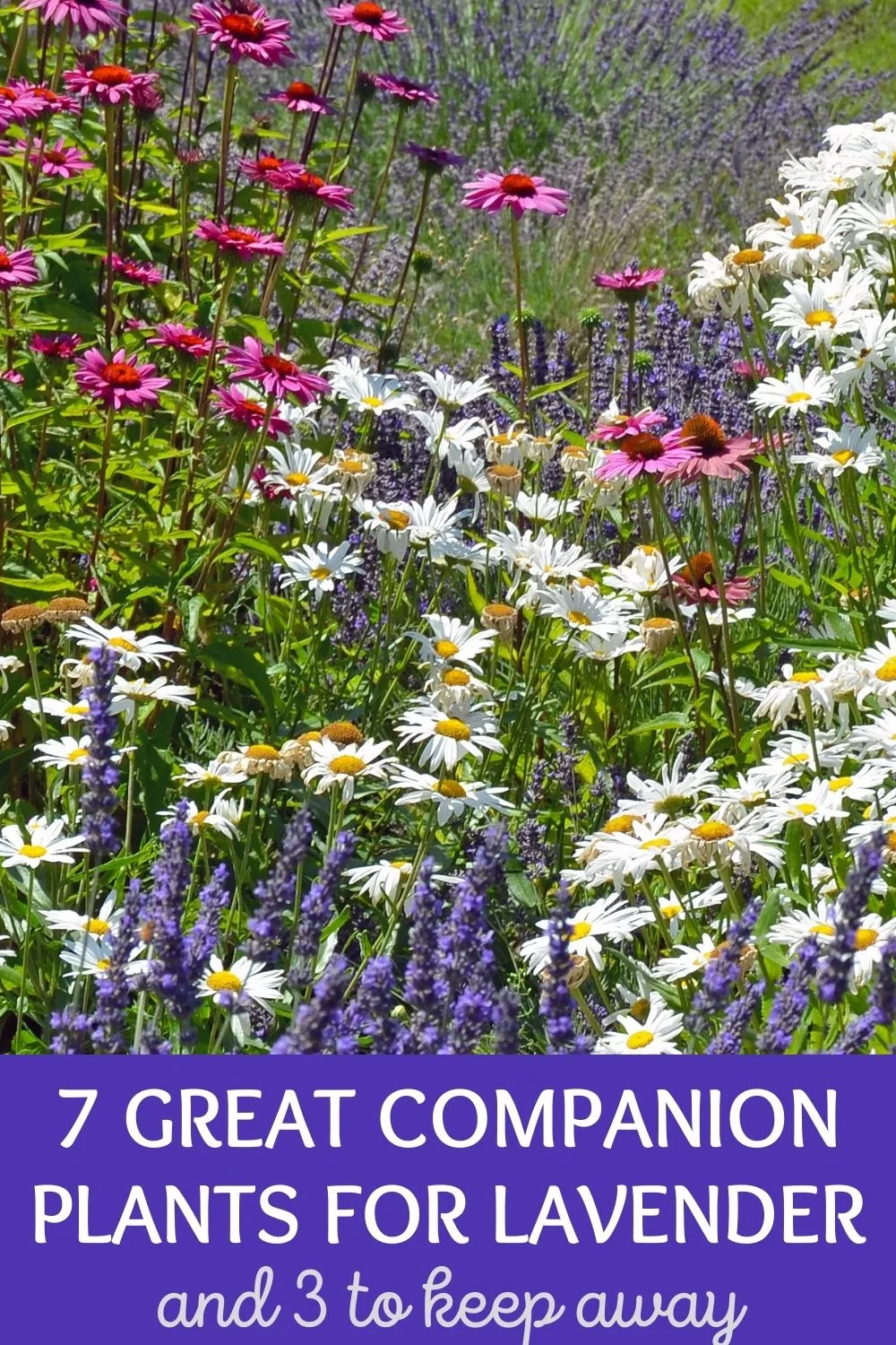 7 great companion plants for lavender and 3 to keep away