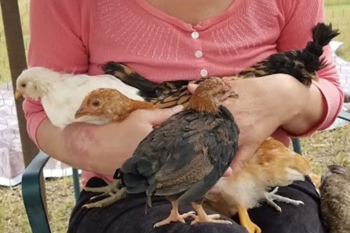 growing chicks