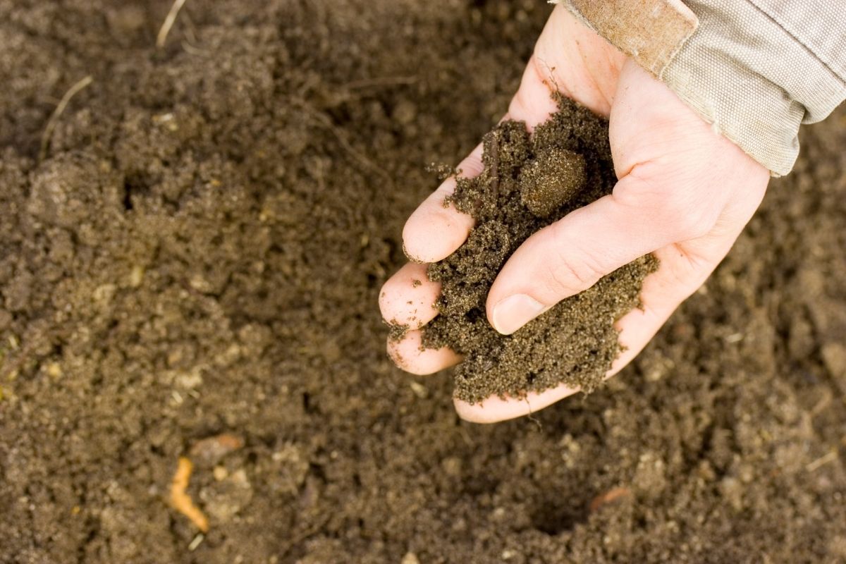 a handful of soil