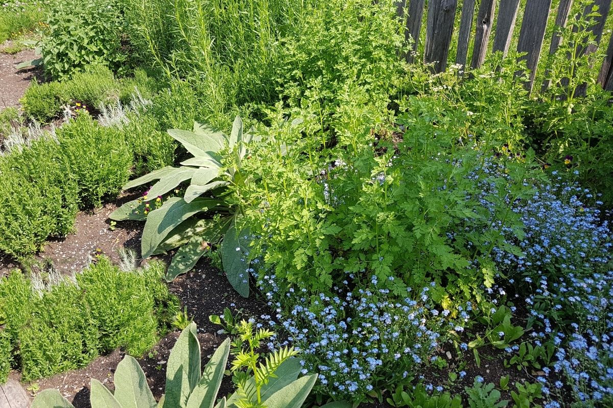 herbs garden
