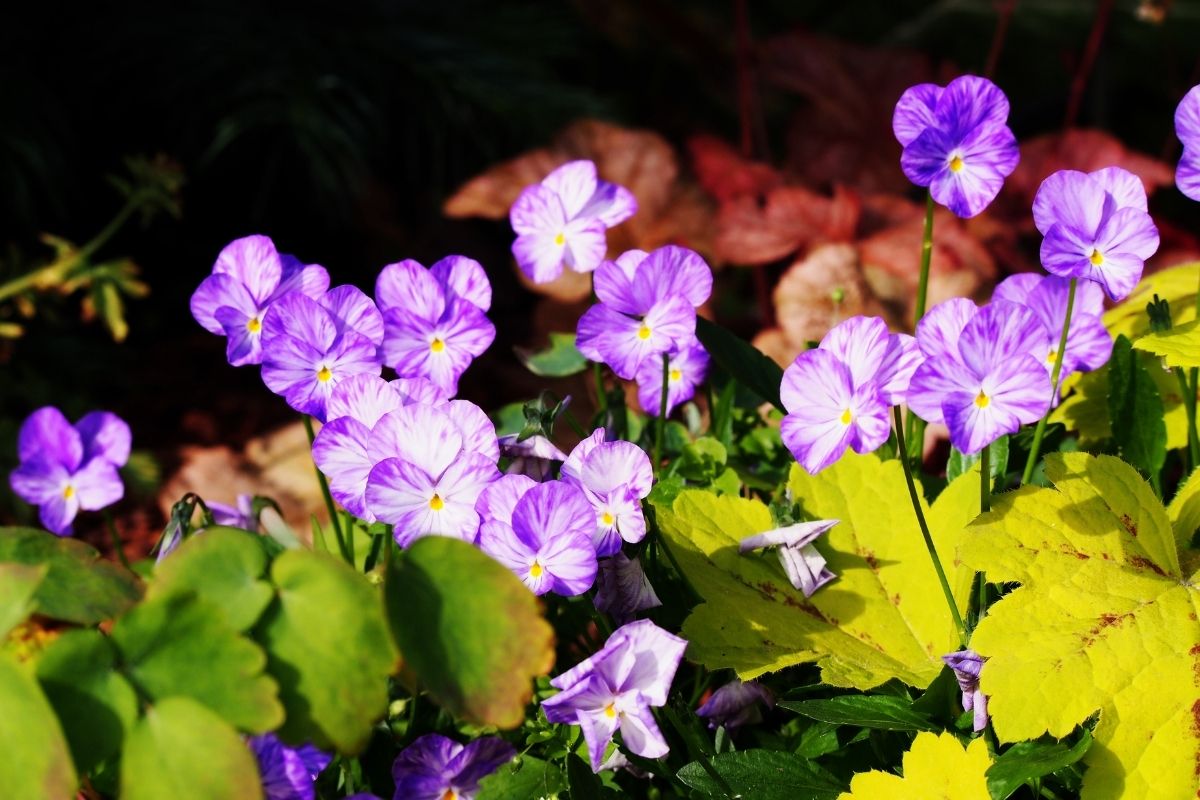 pale purple heuchera flowers