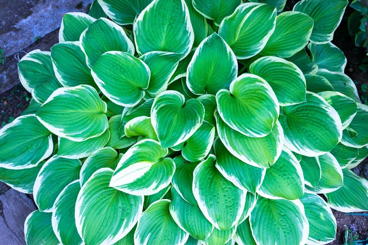 hosta plant with white edged leaves