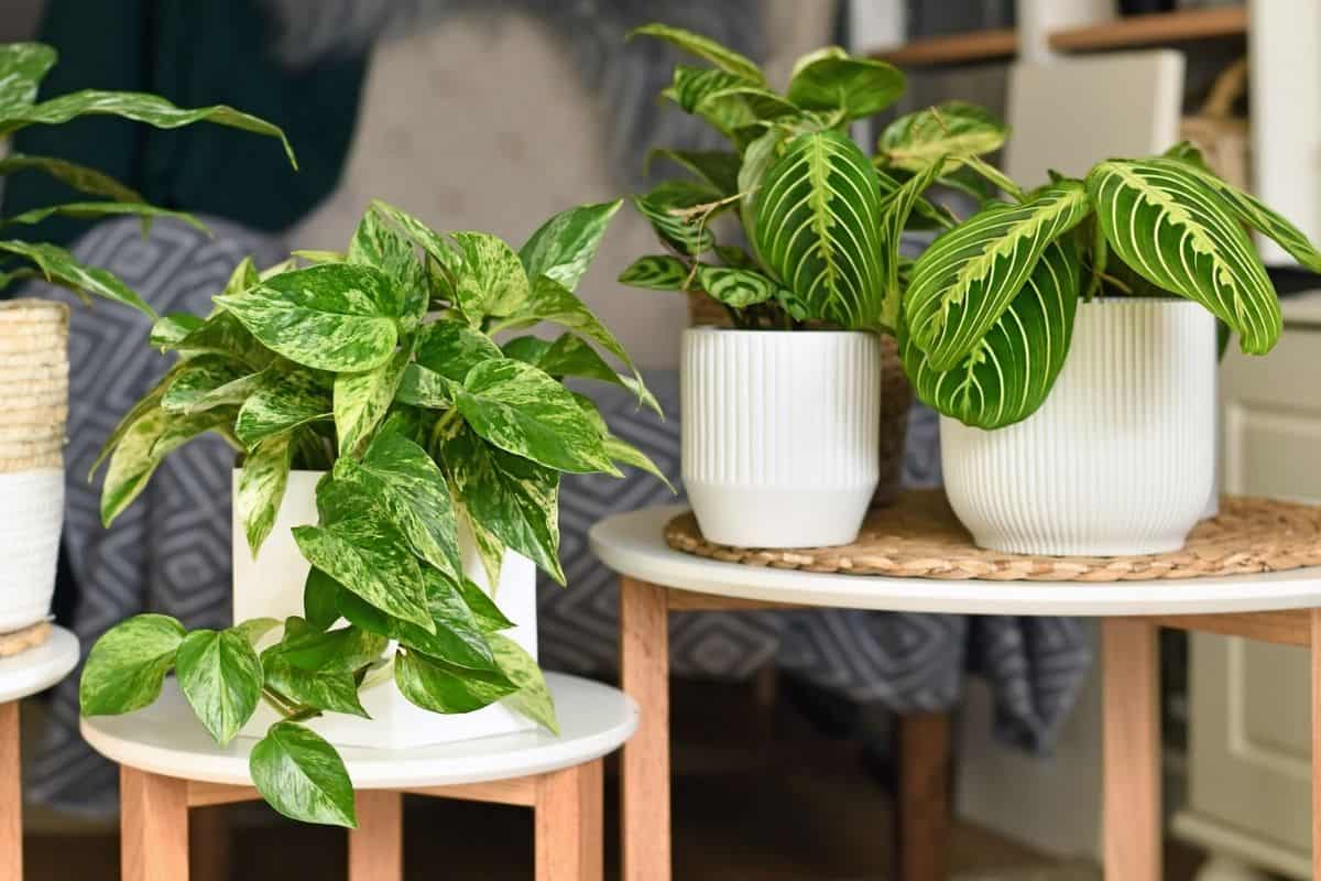 houseplant corner with pothos