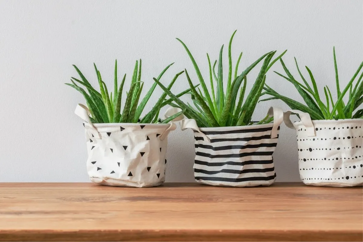 indoor aloe plants in cute totes