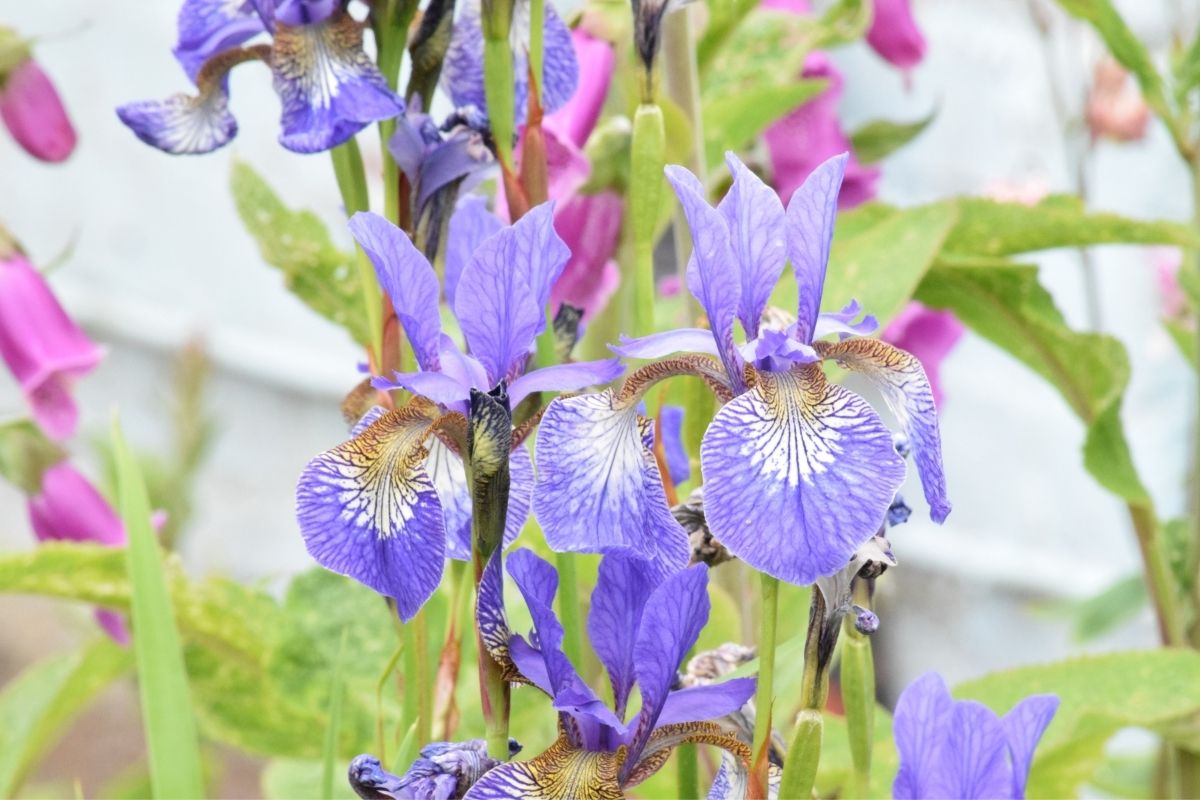 iris and foxglove flowers