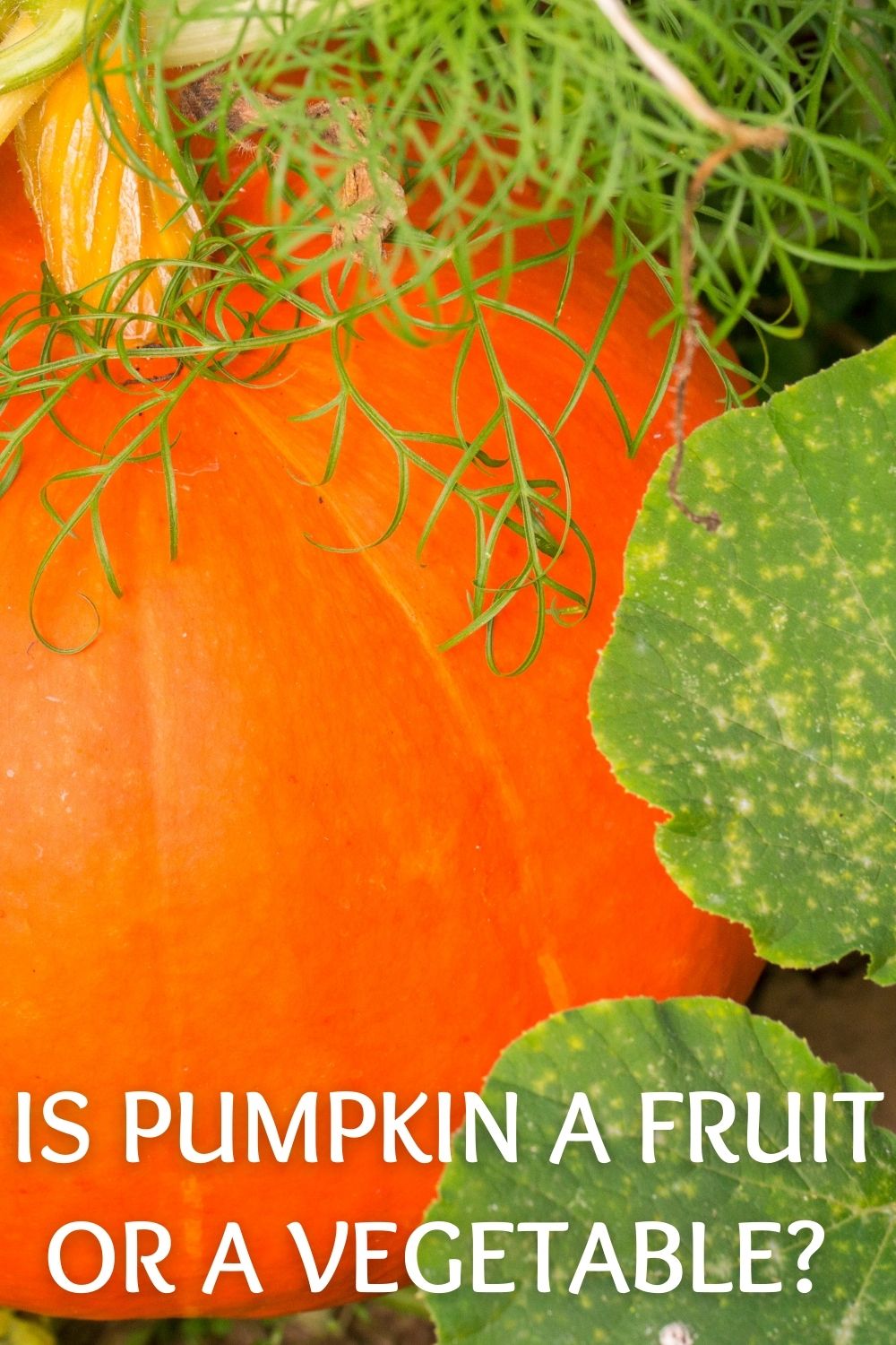 Is pumpkin a fruit or a vegetable?