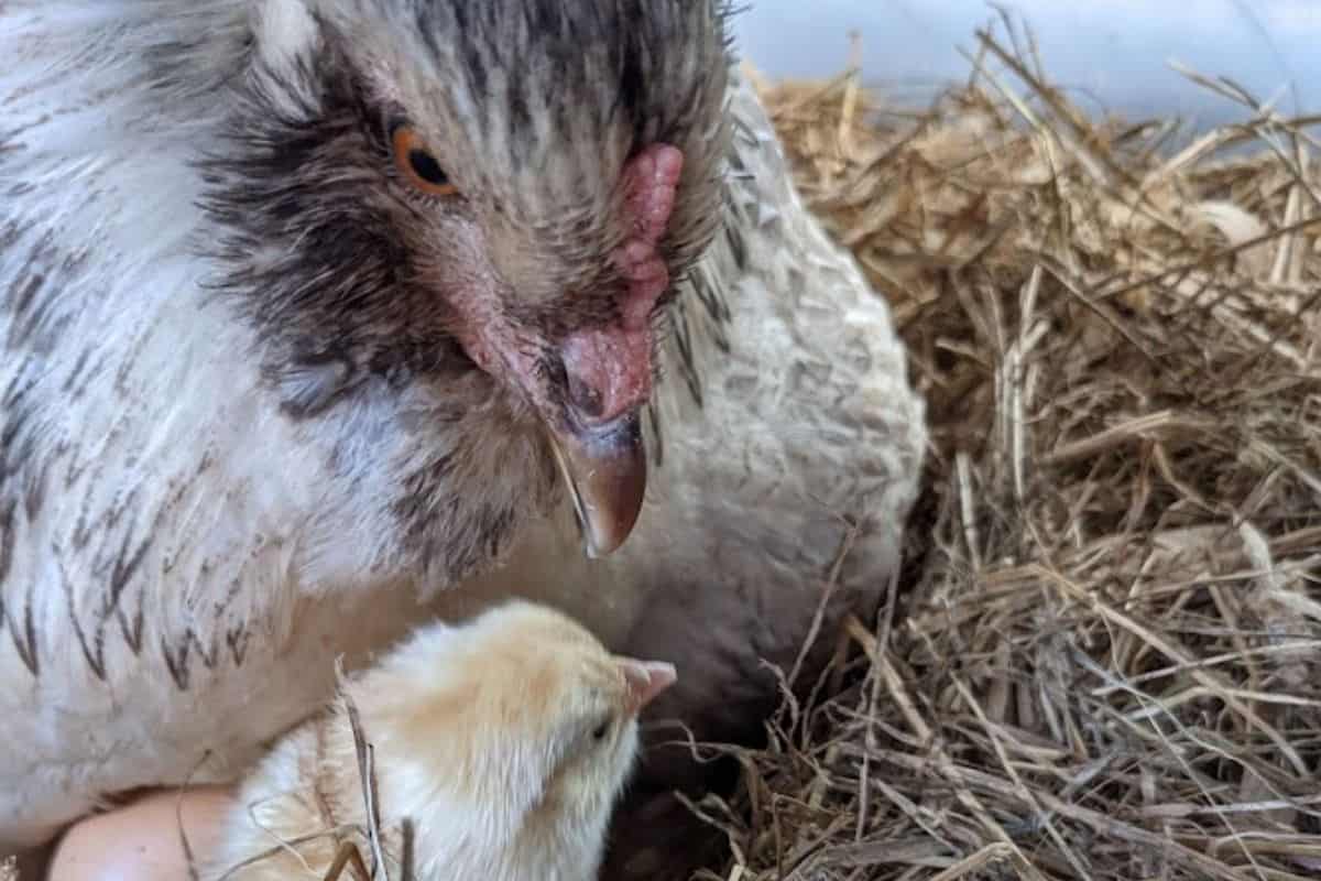 momma hen and baby chick