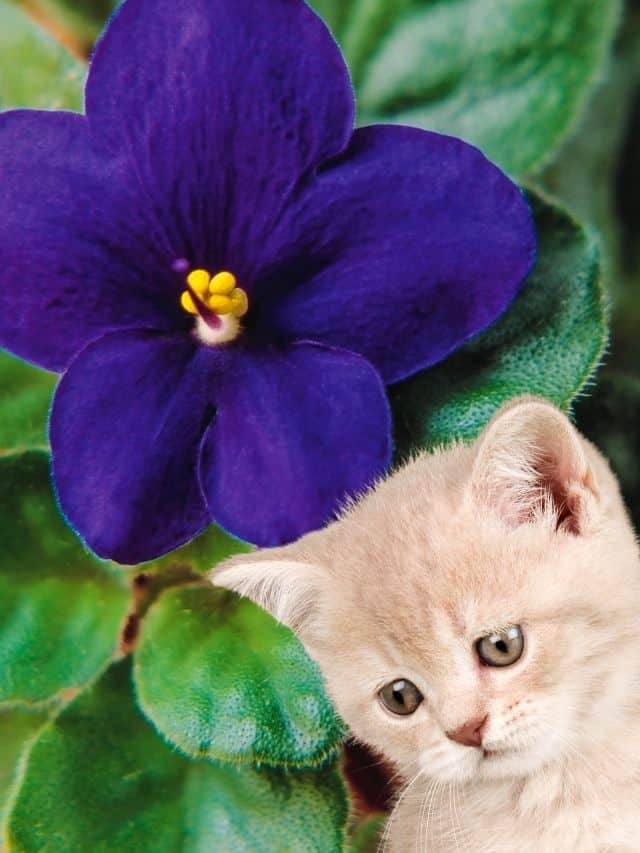 7 Indoor Plants That Are Safe For Cats