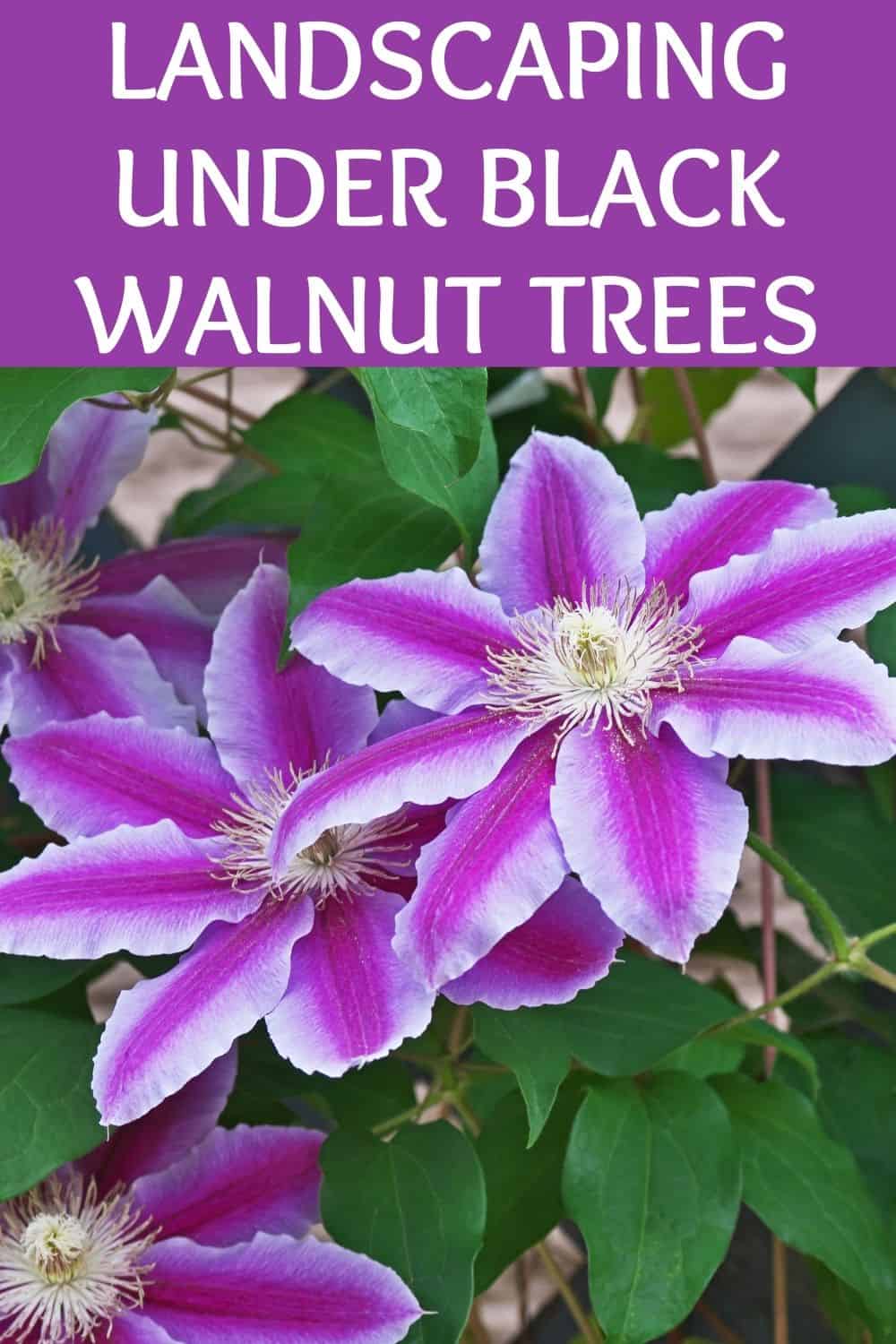 Landscaping Under Black Walnut Trees