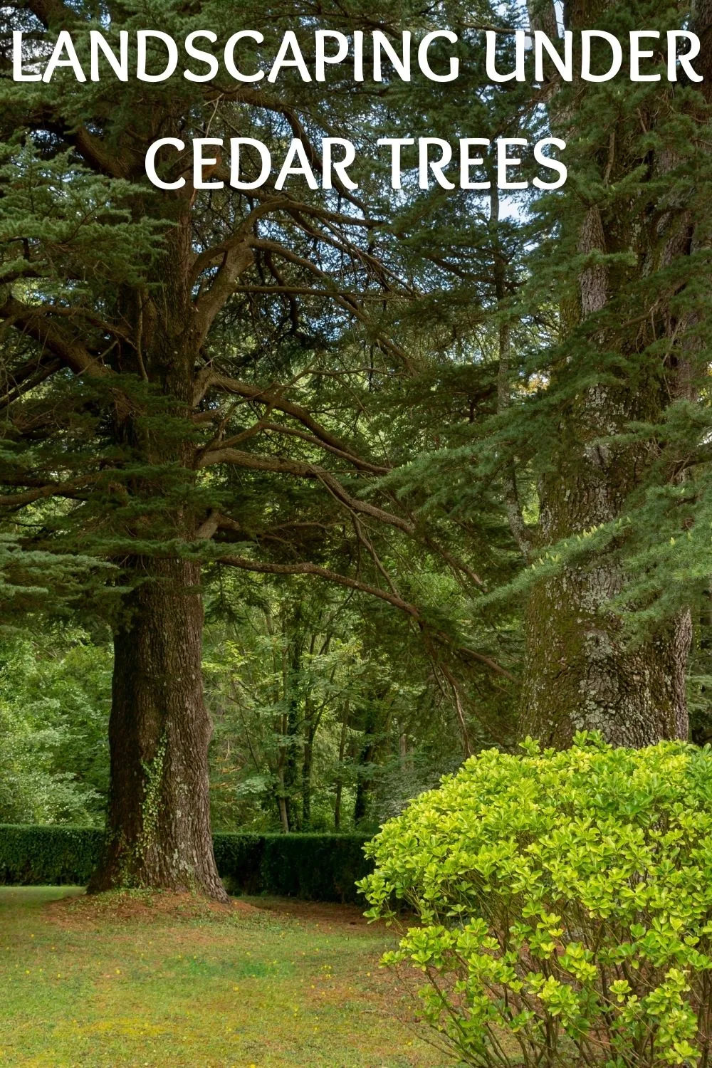 landscaping under cedar trees