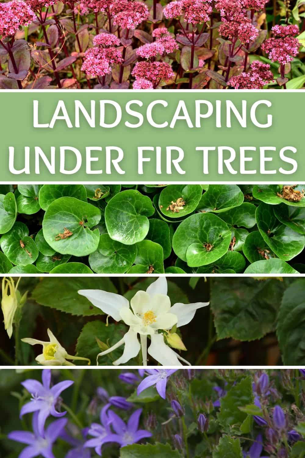 landscaping under fir trees