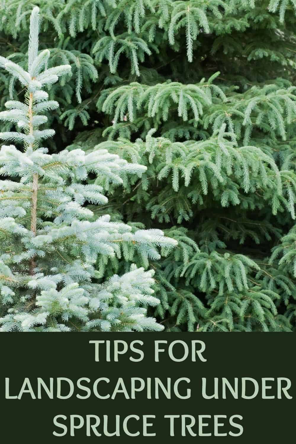 tips for landscaping under spruce trees