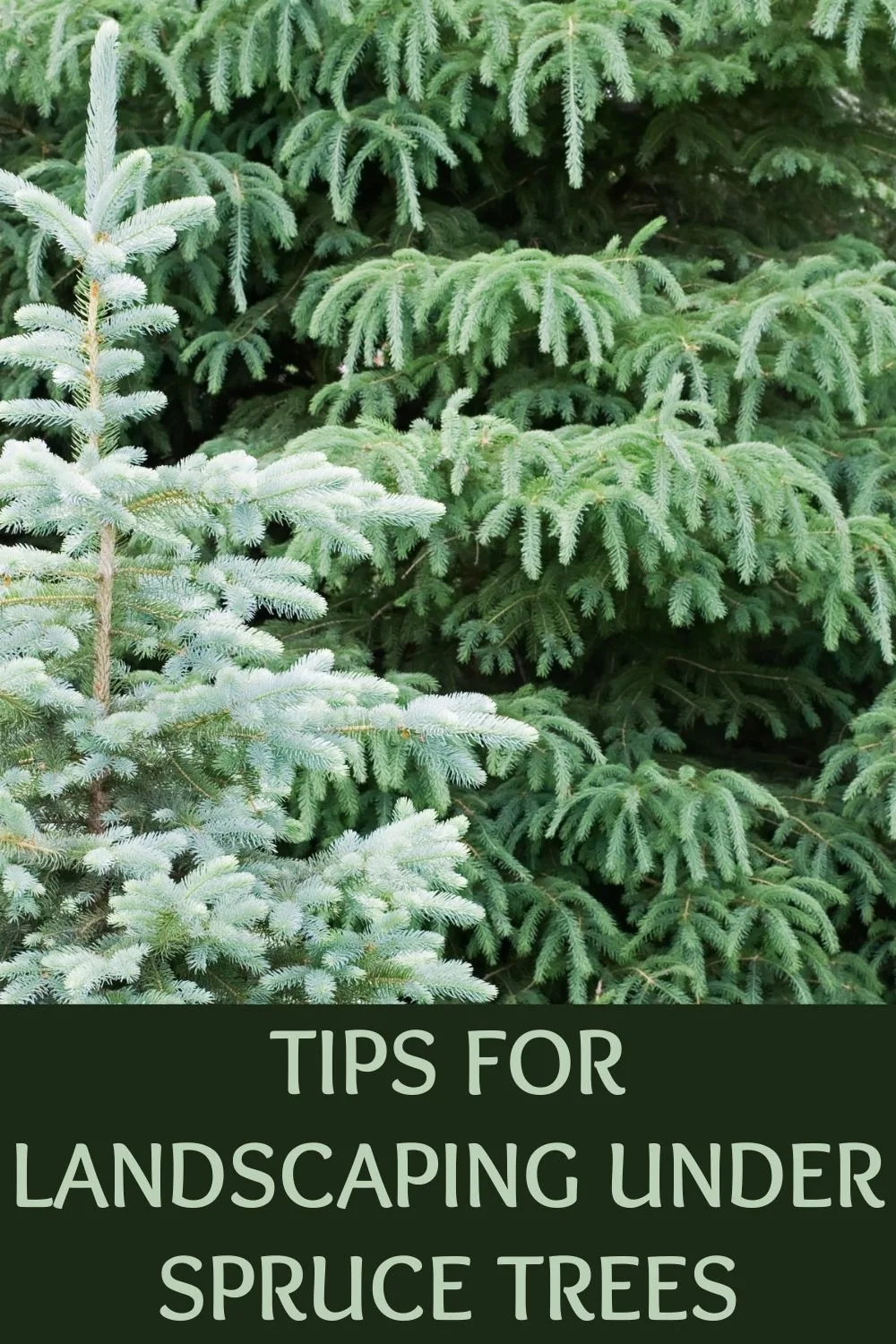 tips for landscaping under spruce trees