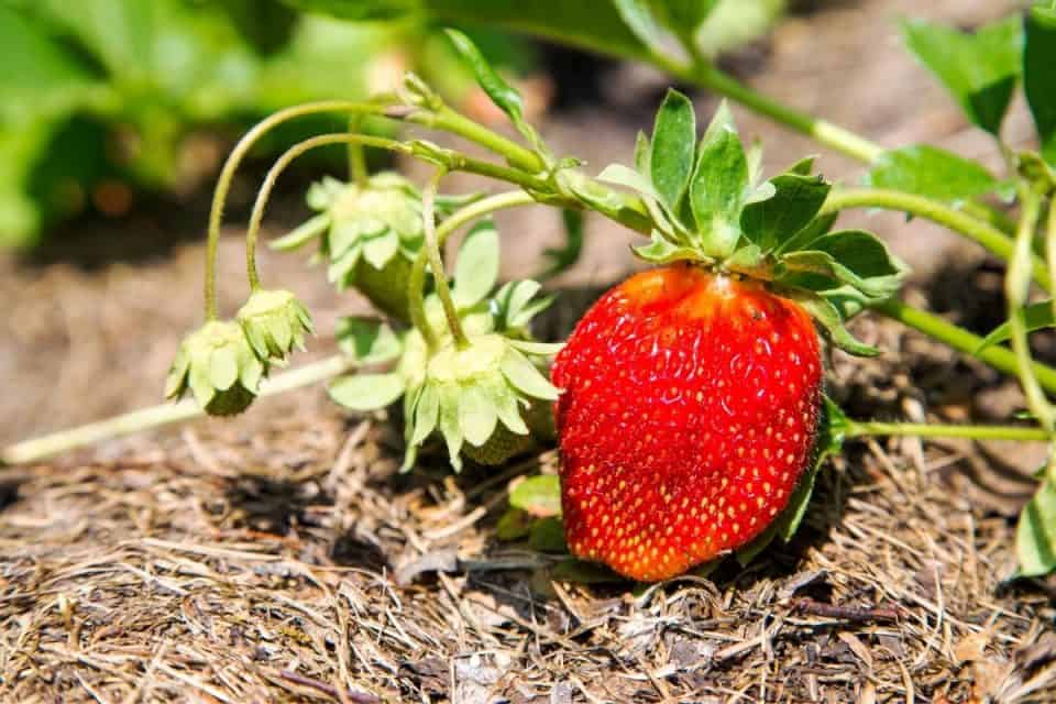 Landscaping Under Black Walnut Trees 64 Pretty Flowers And Other