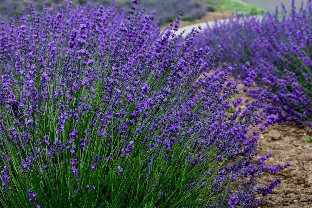 lavender bush