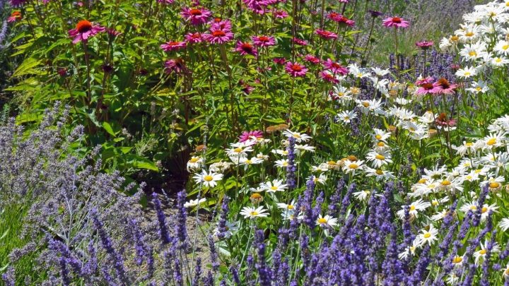 7 Great Companion Plants for Lavender (And 3 To Keep Away From Them)