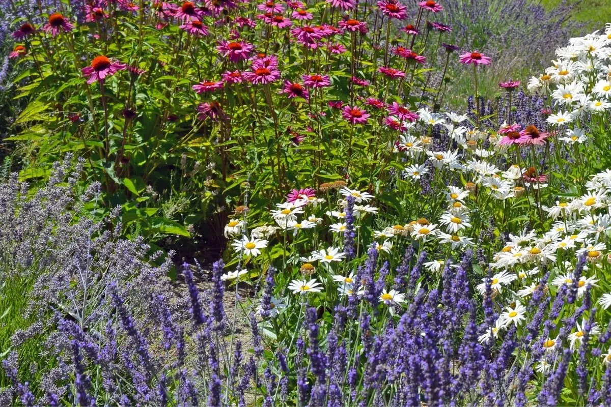 Image of Zinnias, lavender, and marigolds companion