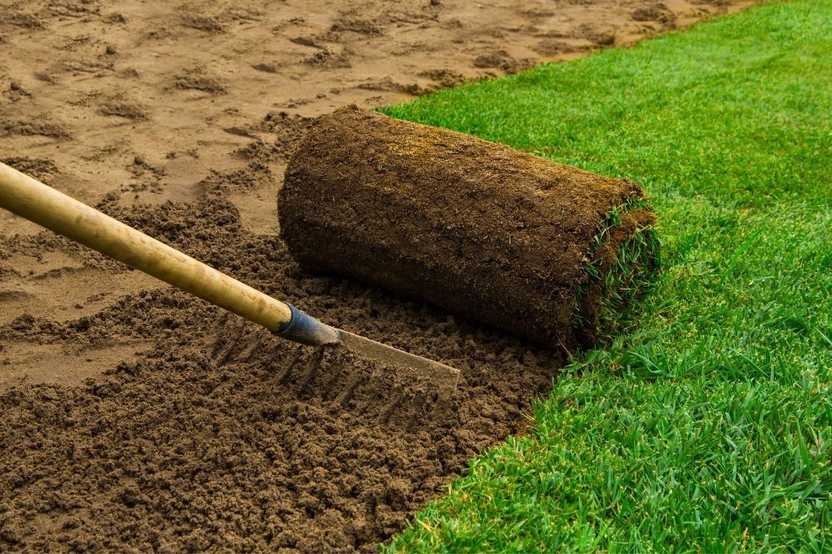 laying sod in the yard