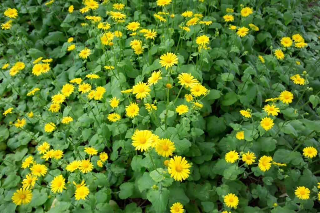 Landscaping Under Black Walnut Trees 64 Pretty Flowers And Other