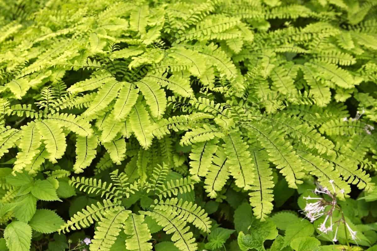 Maidenhair fern