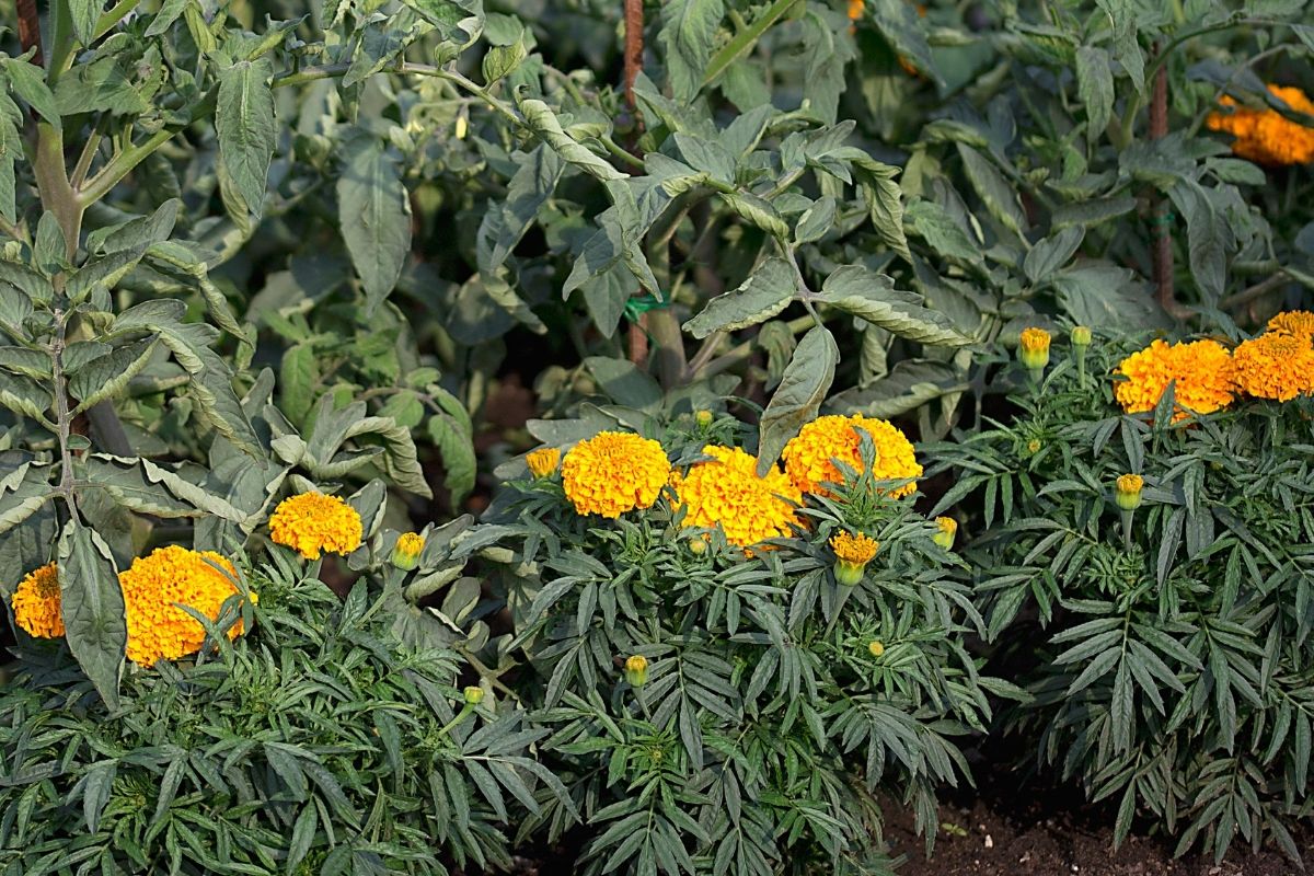 marigold flowers planted next ot tomato plants