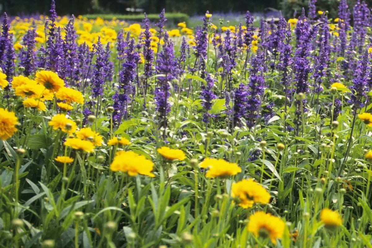 a field of marigolds and lavender