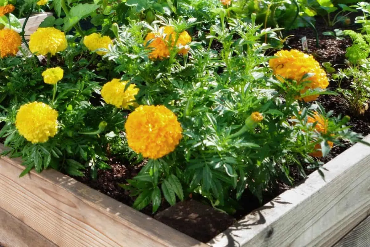 marigolds planted in a raised bed