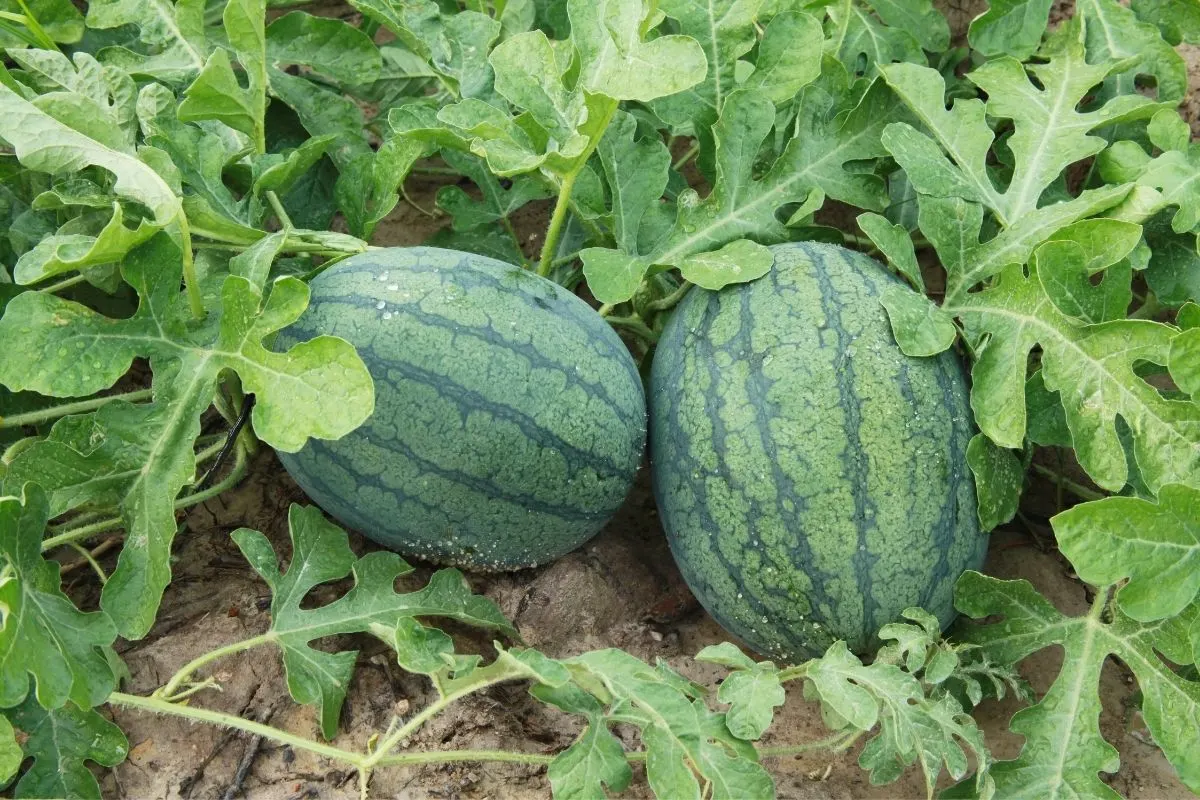 melons growing in the garden