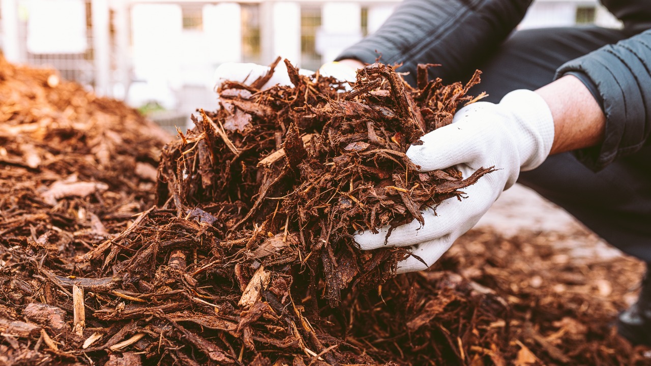 Gardener's hands in gardening gloves hold recycled tree bark, natural brown color mulch for trees and beds. Recycling and sustainability