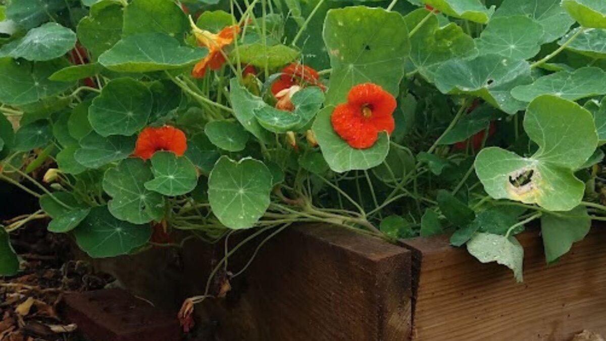 Landscaping Under Black Walnut Trees 64 Pretty Flowers And Other