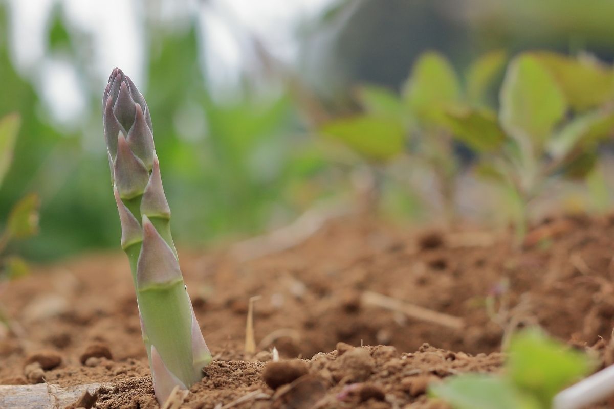 new asparagus growing in the garden