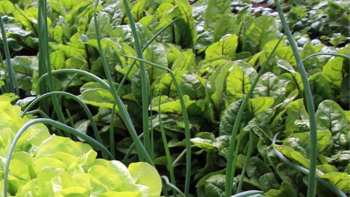 12 Best Companion Plants for Onions (And 4 to Avoid)