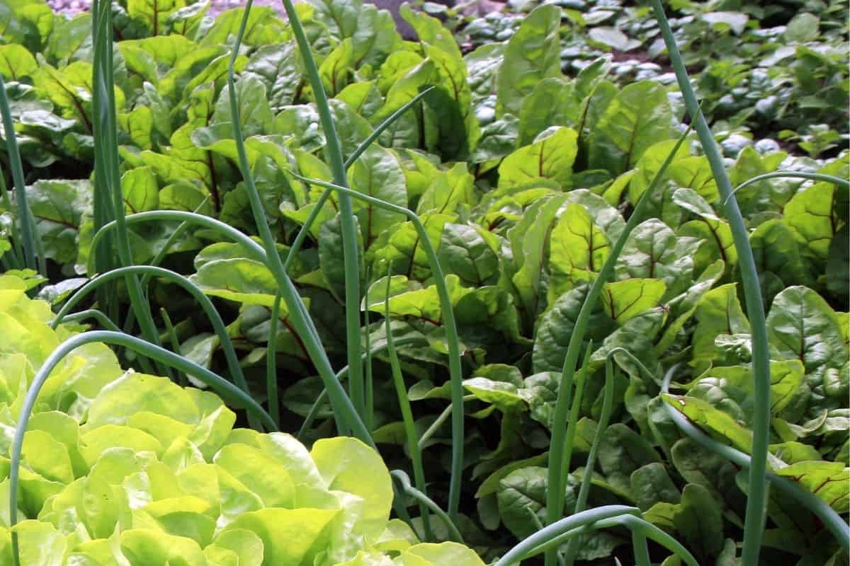 onion companion plants: lettuce and beets