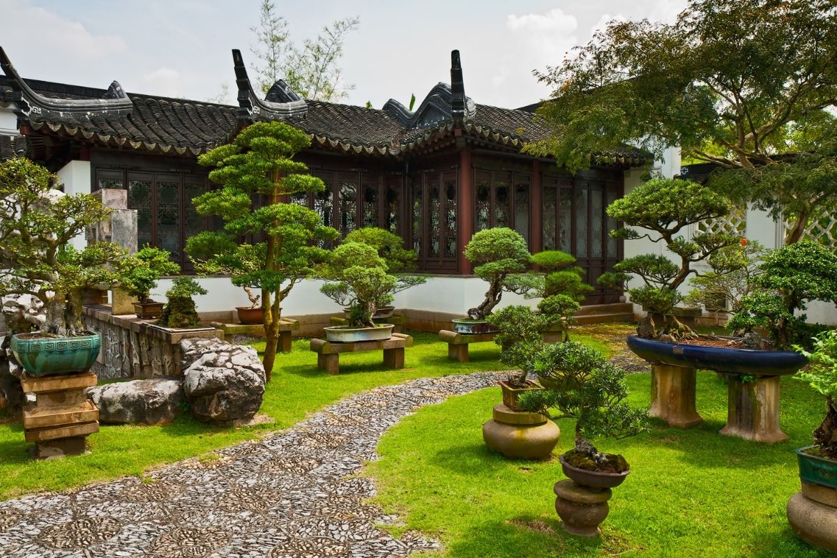 outdoor bonsai trees