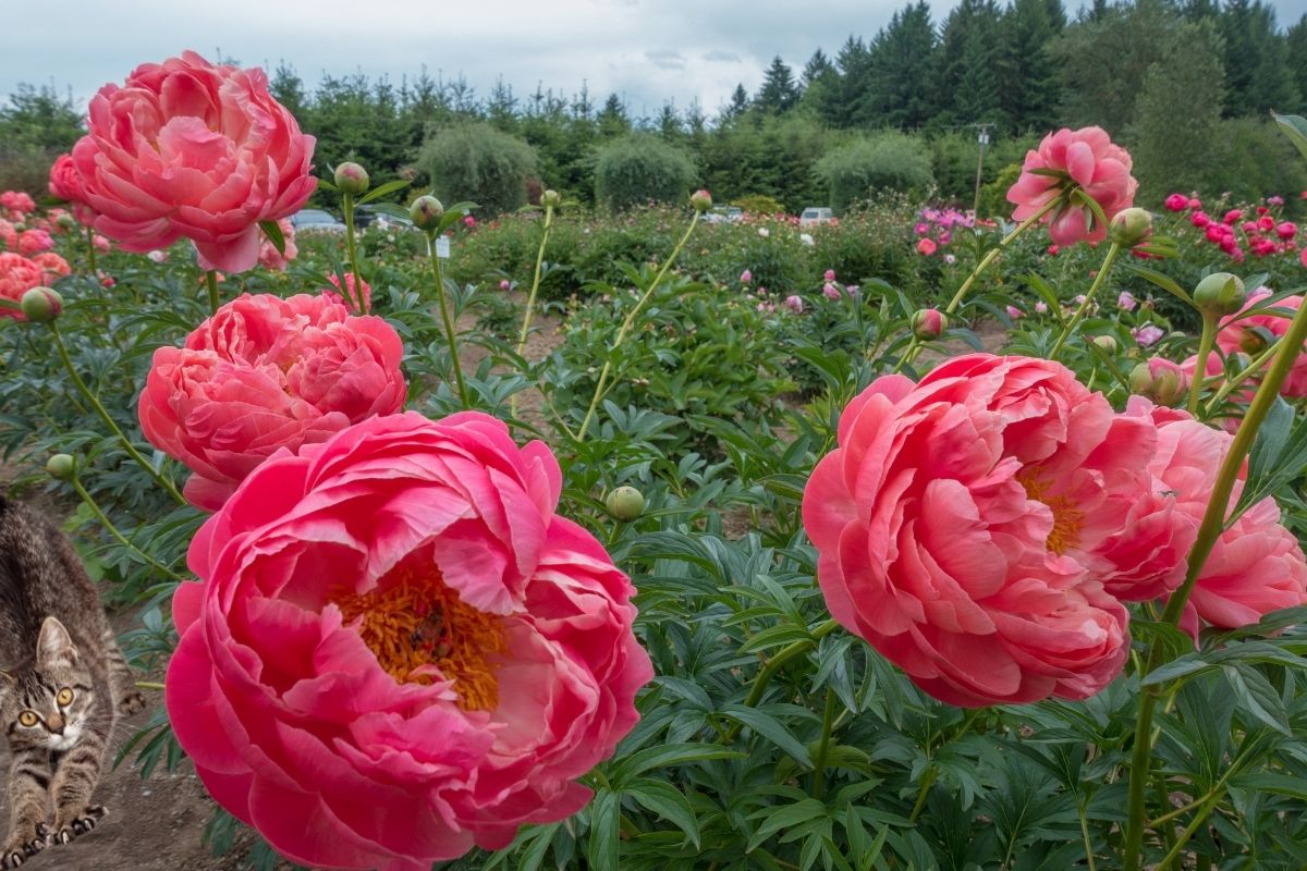 peonies garden