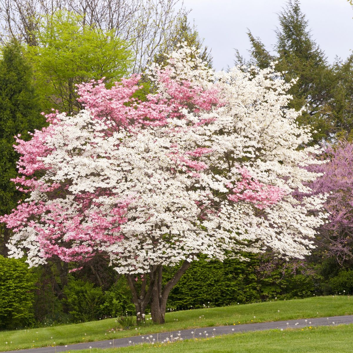 Pink and white dogwood trees in bloom.