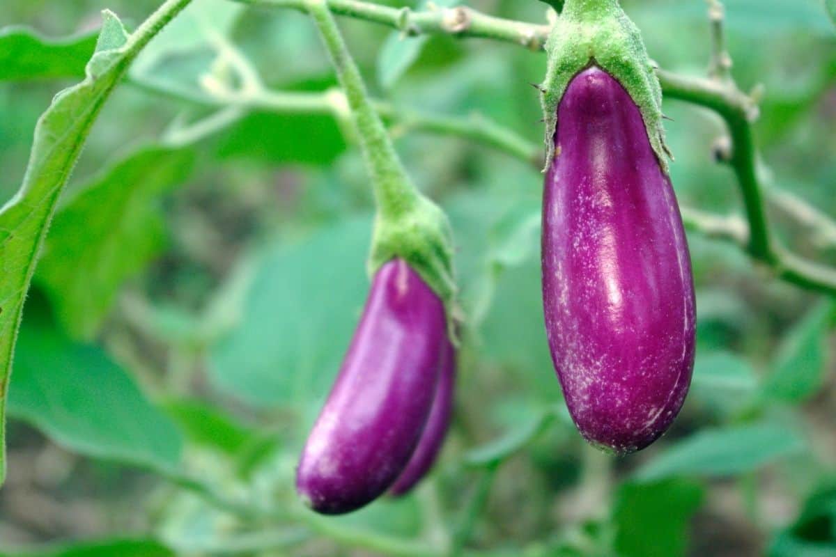 eggplants