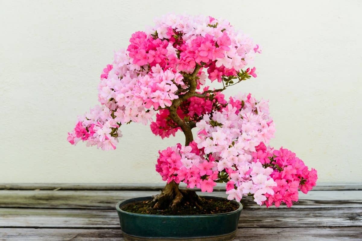 pink flowering bonsai tree