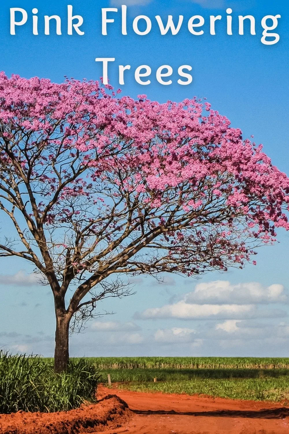 Pink flowering trees