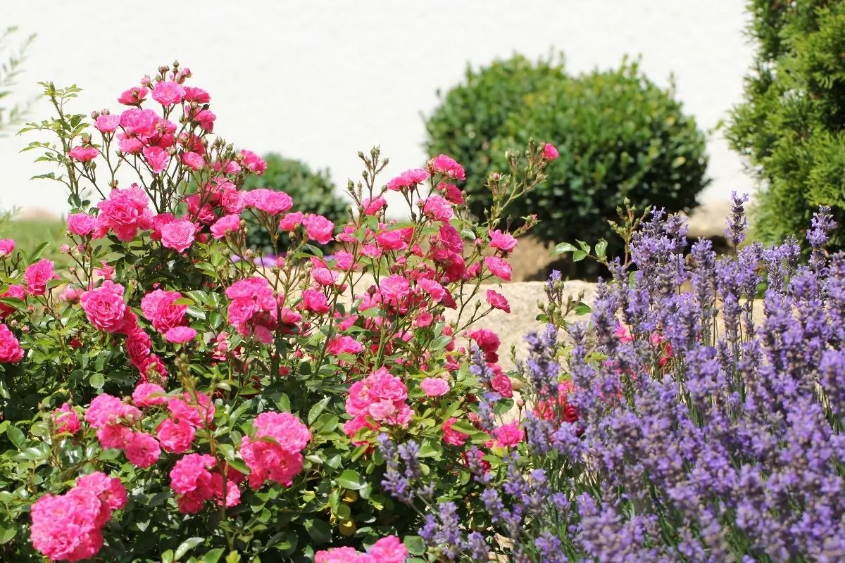 pink roses and lavender