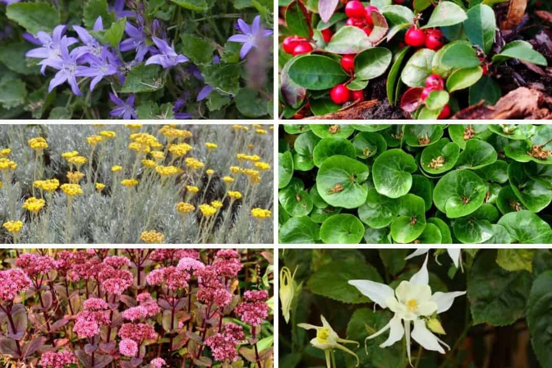 Landscaping Under Fir Trees 4 Easy Tips And A Long List Of Plants!