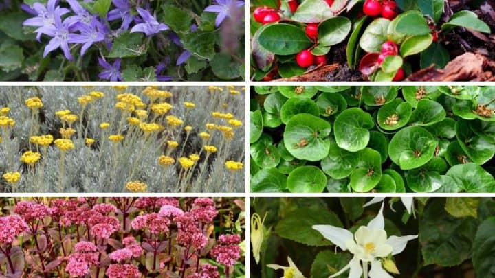 Landscaping Under Fir Trees: 4 Easy Tips And A Long List Of Plants!