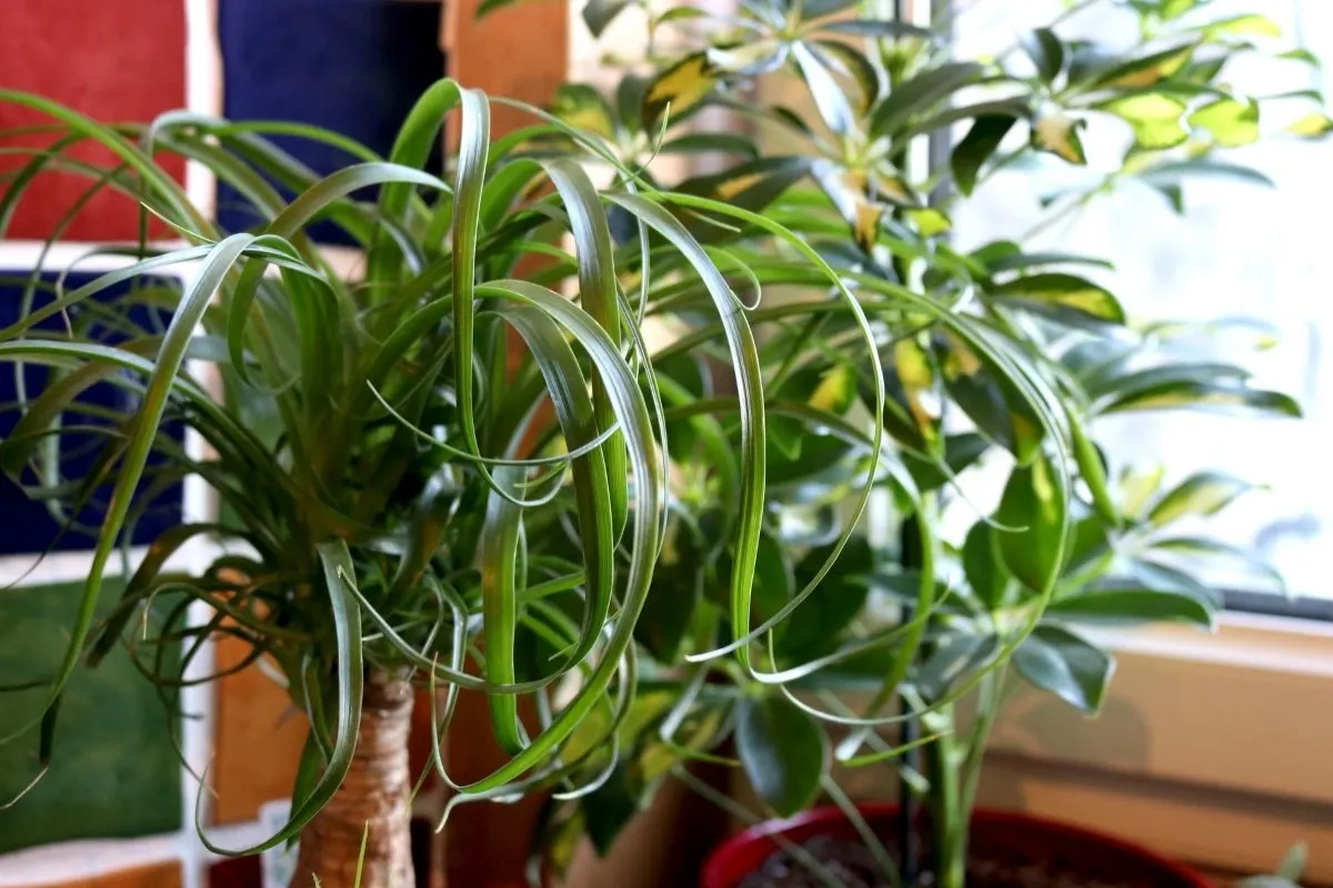 ponytail palm plant