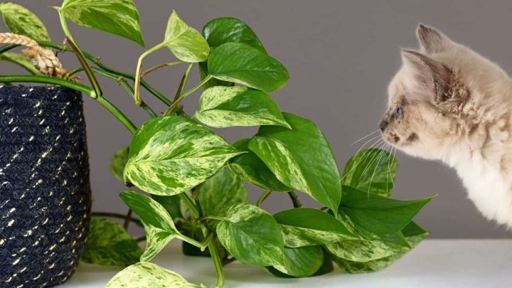 Are Pothos Plants Poisonous To Cats?