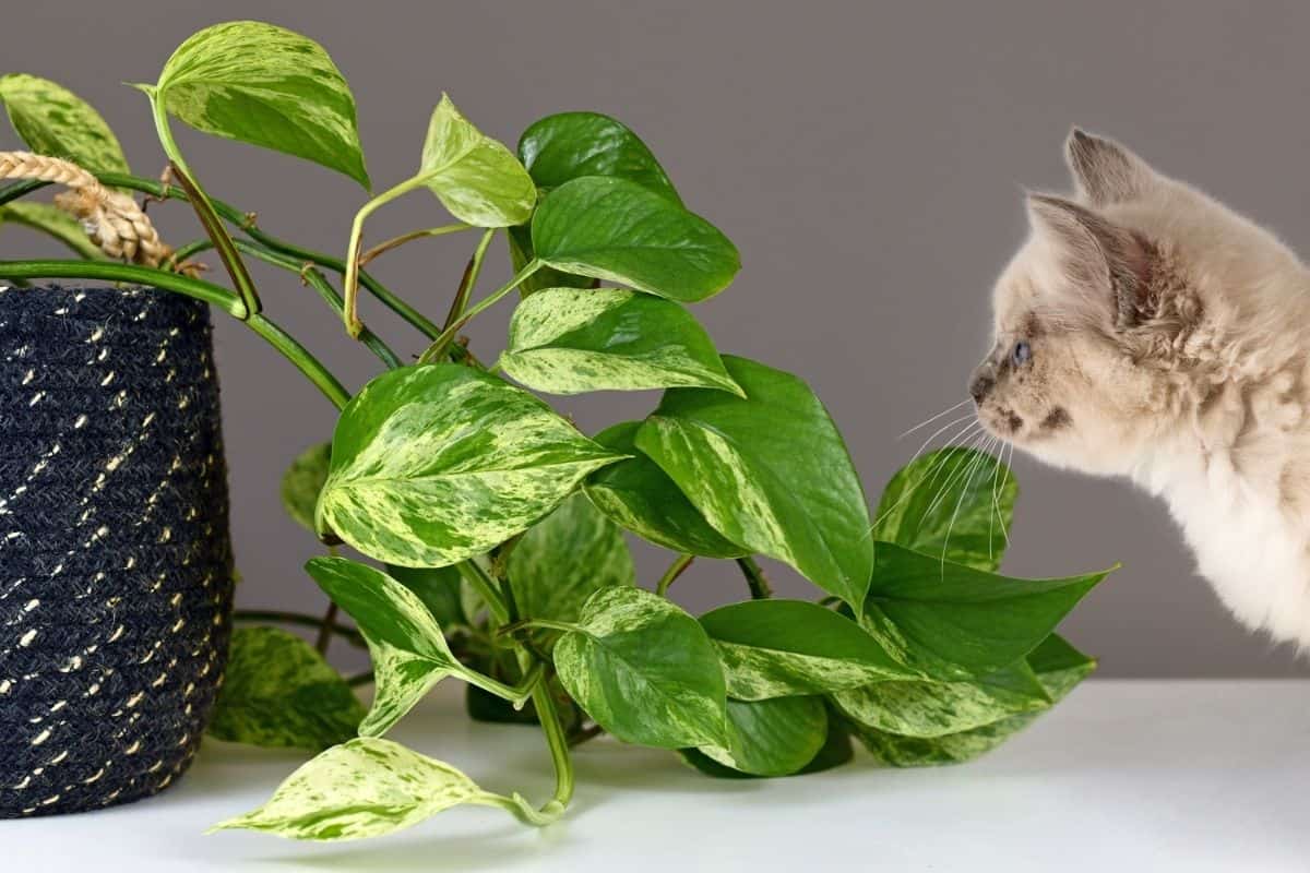 pothos plant and a cat
