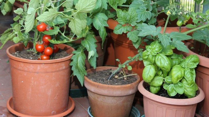13 Best Companion Plants for Basil (And 5 to Avoid)