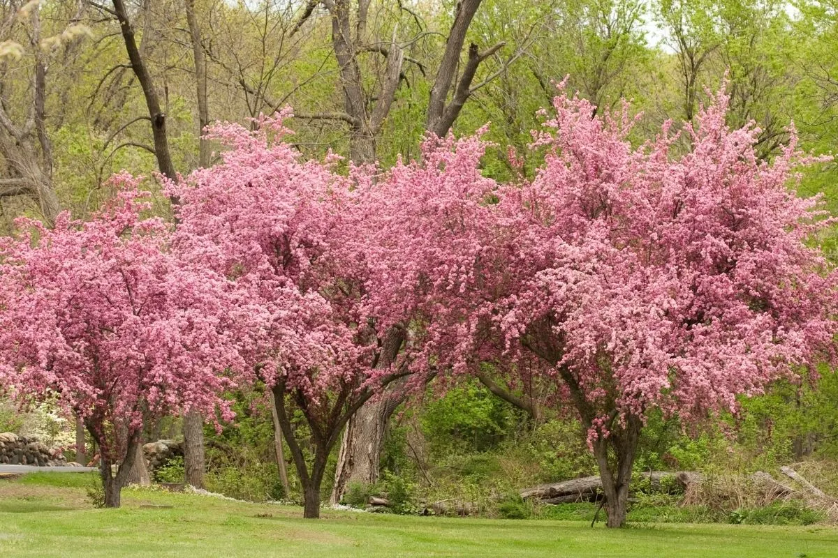 Prairifire Crabapple