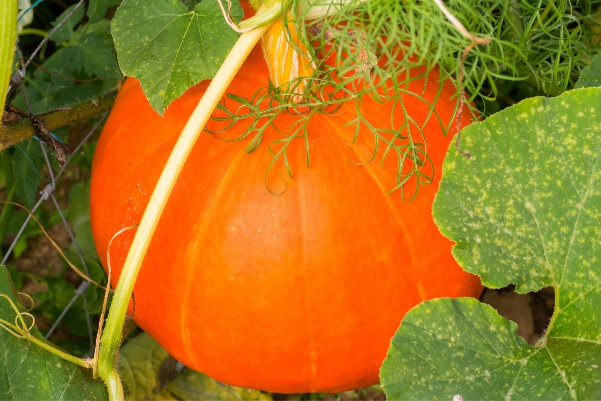pumpkin on the vine